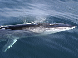 The Finback Whale
