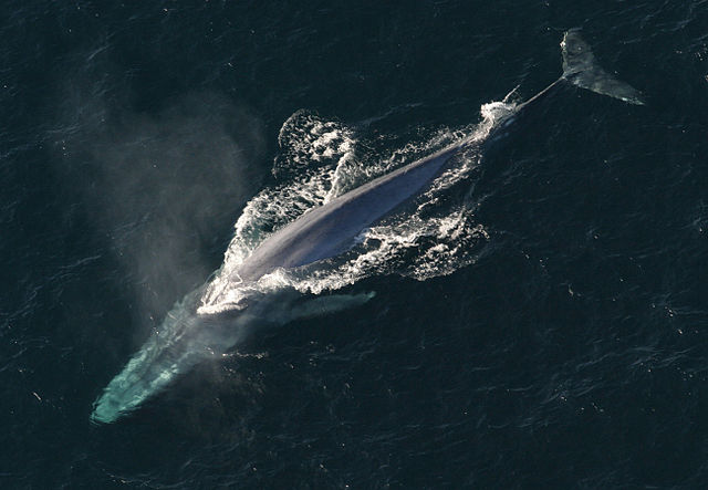 Species Profile: The Blue Whale