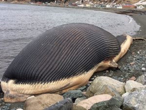 Washed up blue whale: whale explosions