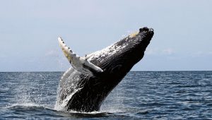 Humpback whale breaching water