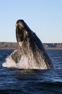 Right Whale Breaching Water