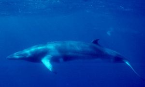 A Minke Whale: Facts about Whale HUnting