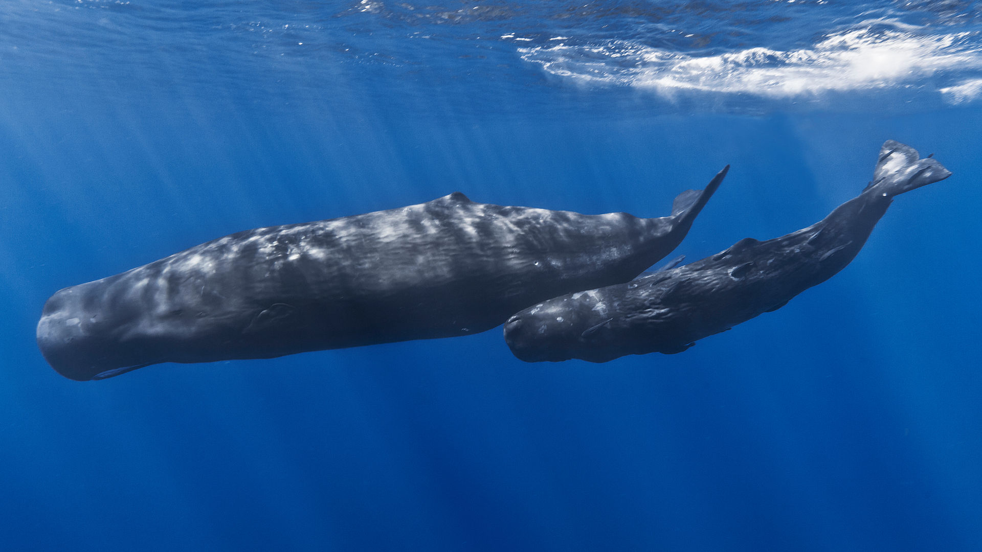 Mother Sperm Whale With Calf