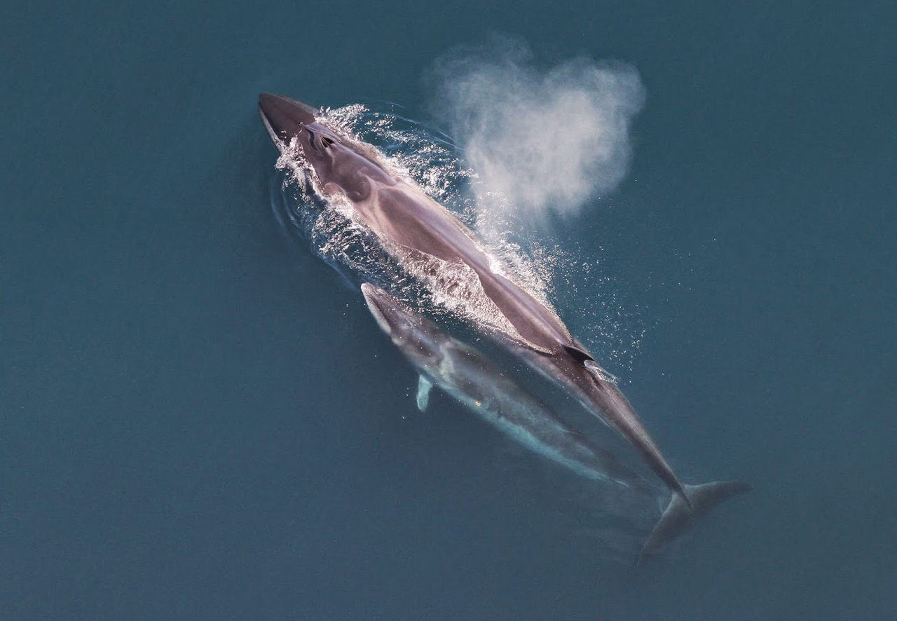 Sei whale with a calf