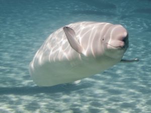 Beluga Whales Can Mimic Human Sounds : Facts About Whales