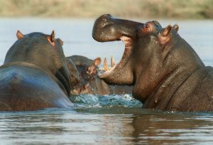 The River Horse, or Hippo, Closest Living Relative To Whales: Facts about whales