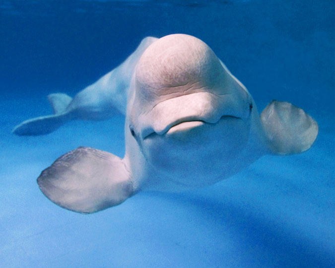Closeup Of A Beluga Whale