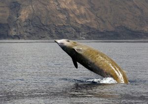 Cuvier's Beaked Whale And Plastic Trash