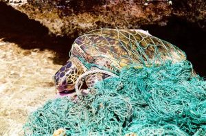 Turtle Entangled in Ghost Nets