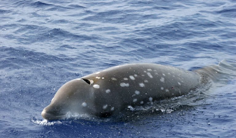 Species Profile: The Cuvier’s Beaked Whale