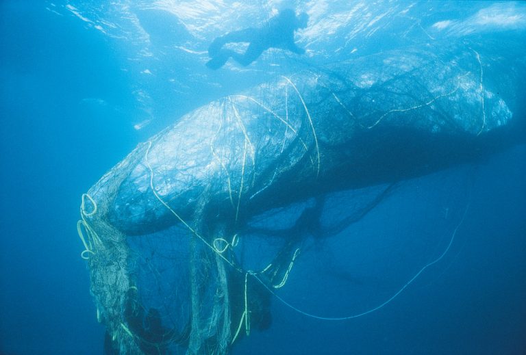 How Ghost Nets Are Killing Thousands Of Whales And Other Creatures