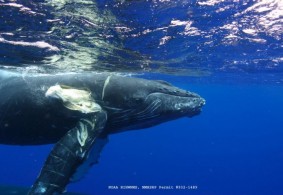 A Severely Injured Humpback Whale: Whale Collisions