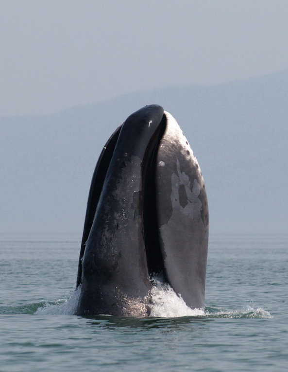 Species Profile: The Bowhead Whale