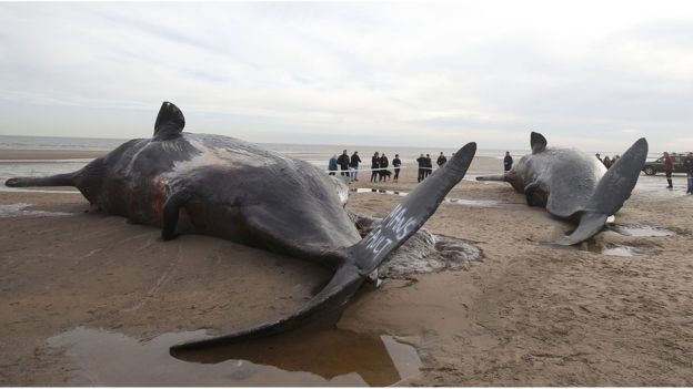 Rescuing A Stranded Whale: 5 Safety Tips To Remember