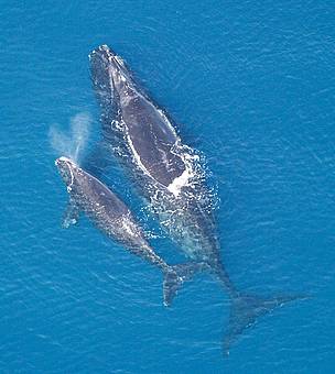Northern Atlantic Right Whale and a calf