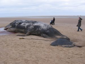 A Beached Sperm Whale. They Are Prone To Mass Whale Strandings