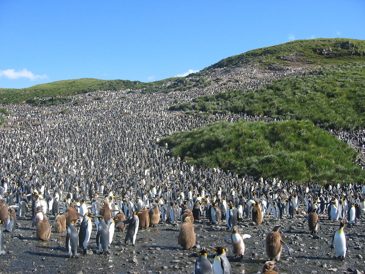 60,000 Pairs Of King Penguins: Whales Return to South Georgia and Sandwich Islands