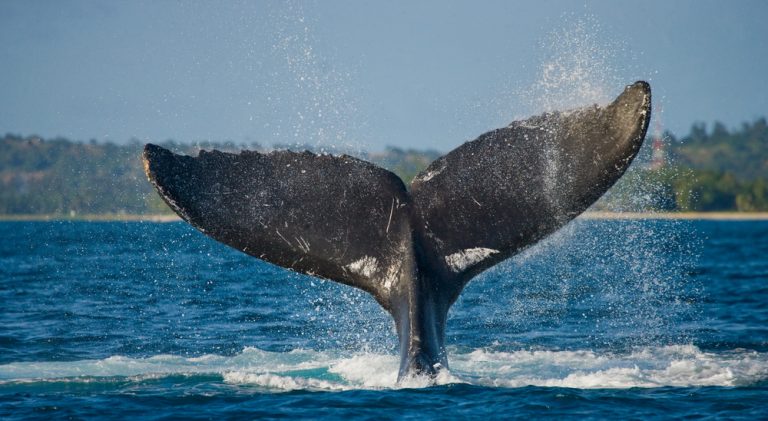 Lost At Sea: How Whales Lose Their Way Home