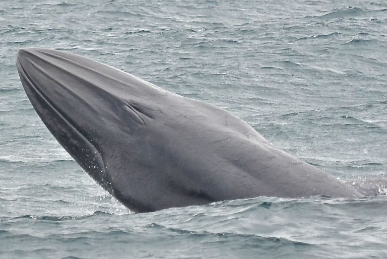 Species Profile: The Common Bryde’s Whale