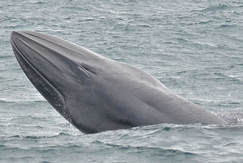 Common Bryde's Whale Breaching Off Sao Paolo