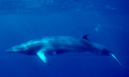 Species Profile: The Common Minke Whale