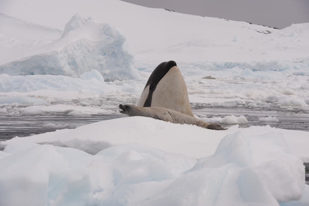 A Killer Whale Hunting A Seal In Antarctica; humpback whales versus killer whales