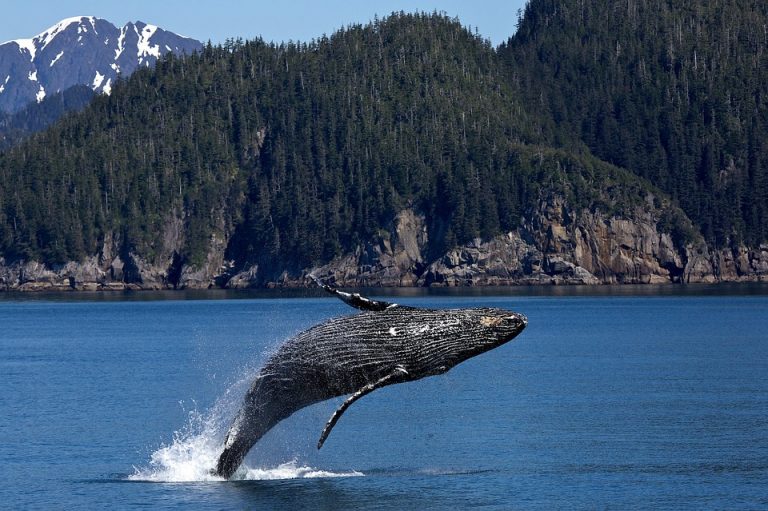 Why Do Whales Breach? Answers From Science