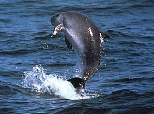 Species Profile: The Dwarf Sperm Whale