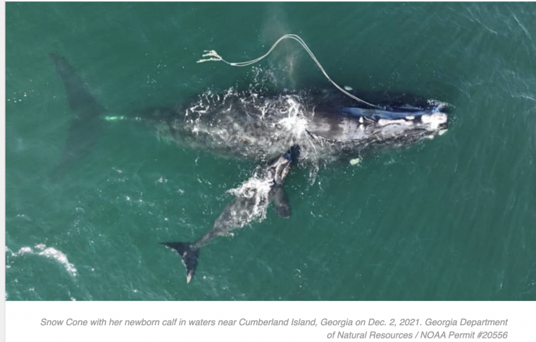 North Atlantic Right Whale Entangled in Rope