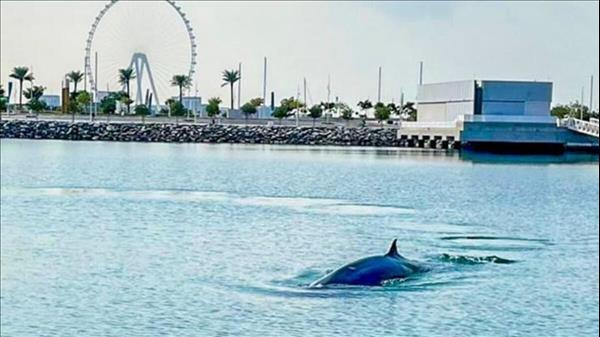 Bryde Whale Spotted in Dubai Marina