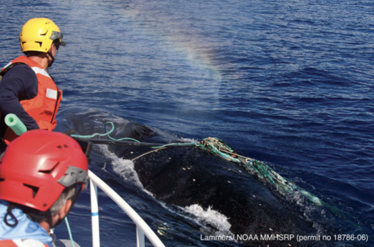 Entangled Humpback Whale in Maui is Freed