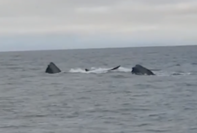 North Pacific Right Whales in Bering Sea