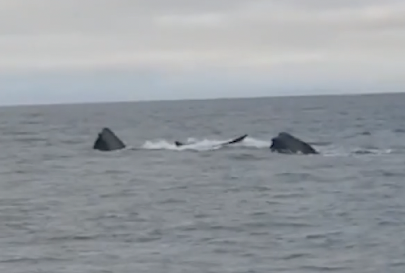 right whales in bering sea