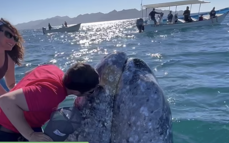 Whale Watchers Get to Kiss a Gray Whale