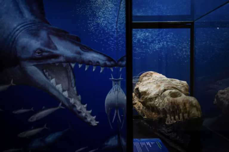 Ancient Basilosaurus Skull Revealed