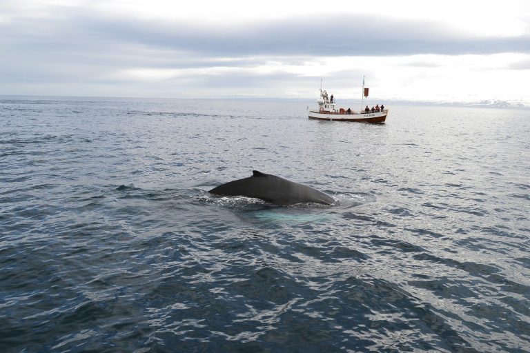 Iceland Whale Eaters to Whale Watchers