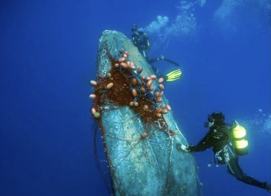 humpback whale rope