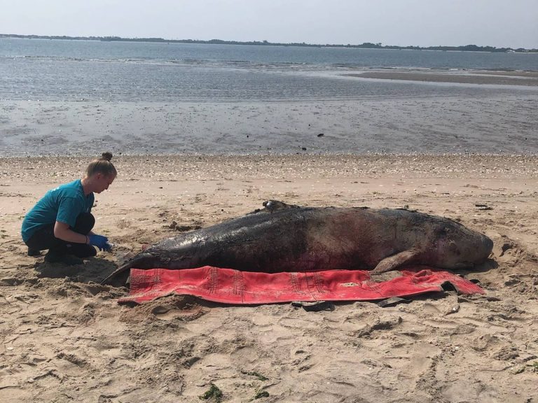 Pygmy Sperm Whale Dies in Brooklyn