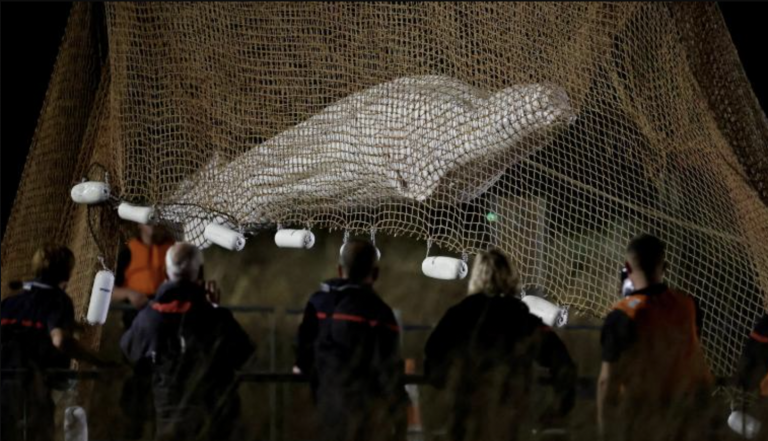 Beluga Whale Rescued From the Seine River Died