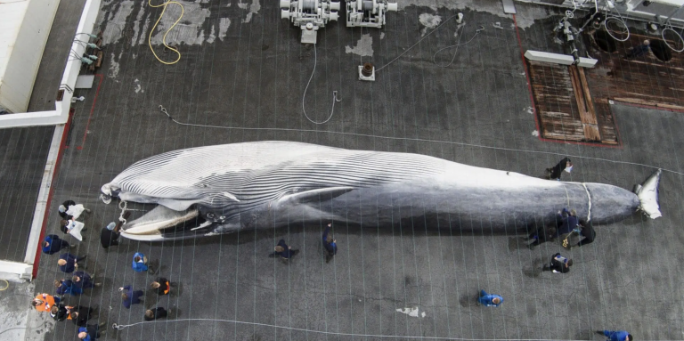 Animal Welfare Monitoring on Whaling Ships