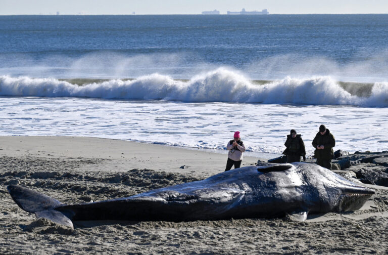 Breached Sperm Whale at Rockaway Beach Died