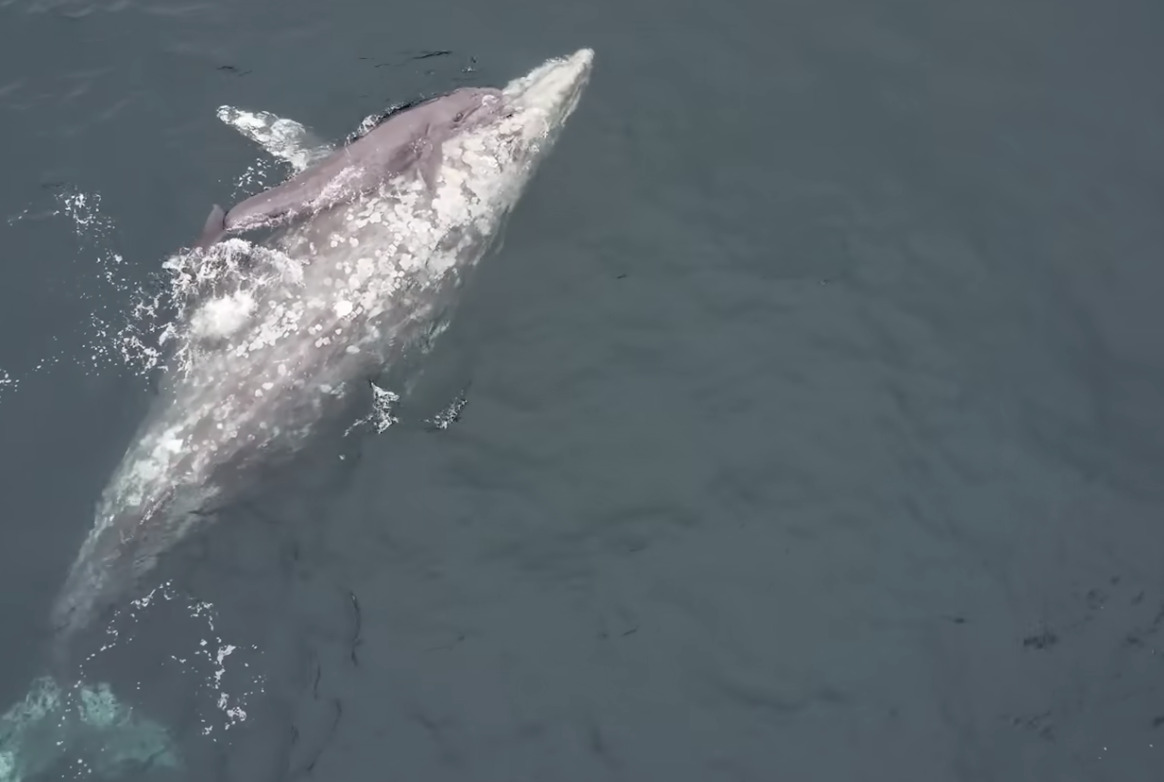 gray whale calf birth