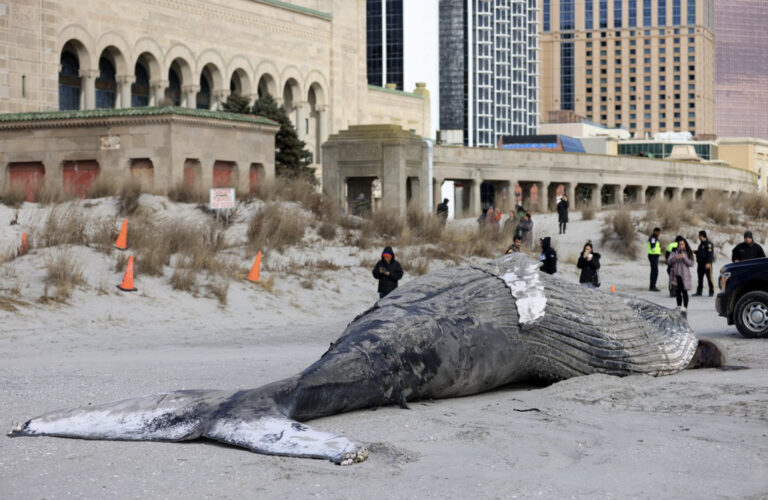 Another Dead Humpback Whale in NJ