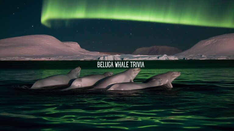 The Canaries of the Sea: A Beluga Whale Trivia Game