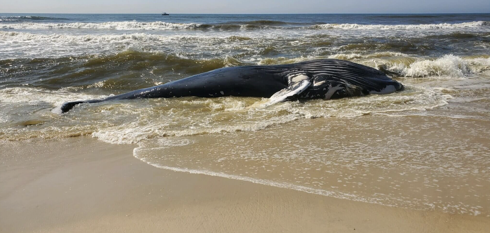 dead humpback whale on fire island
