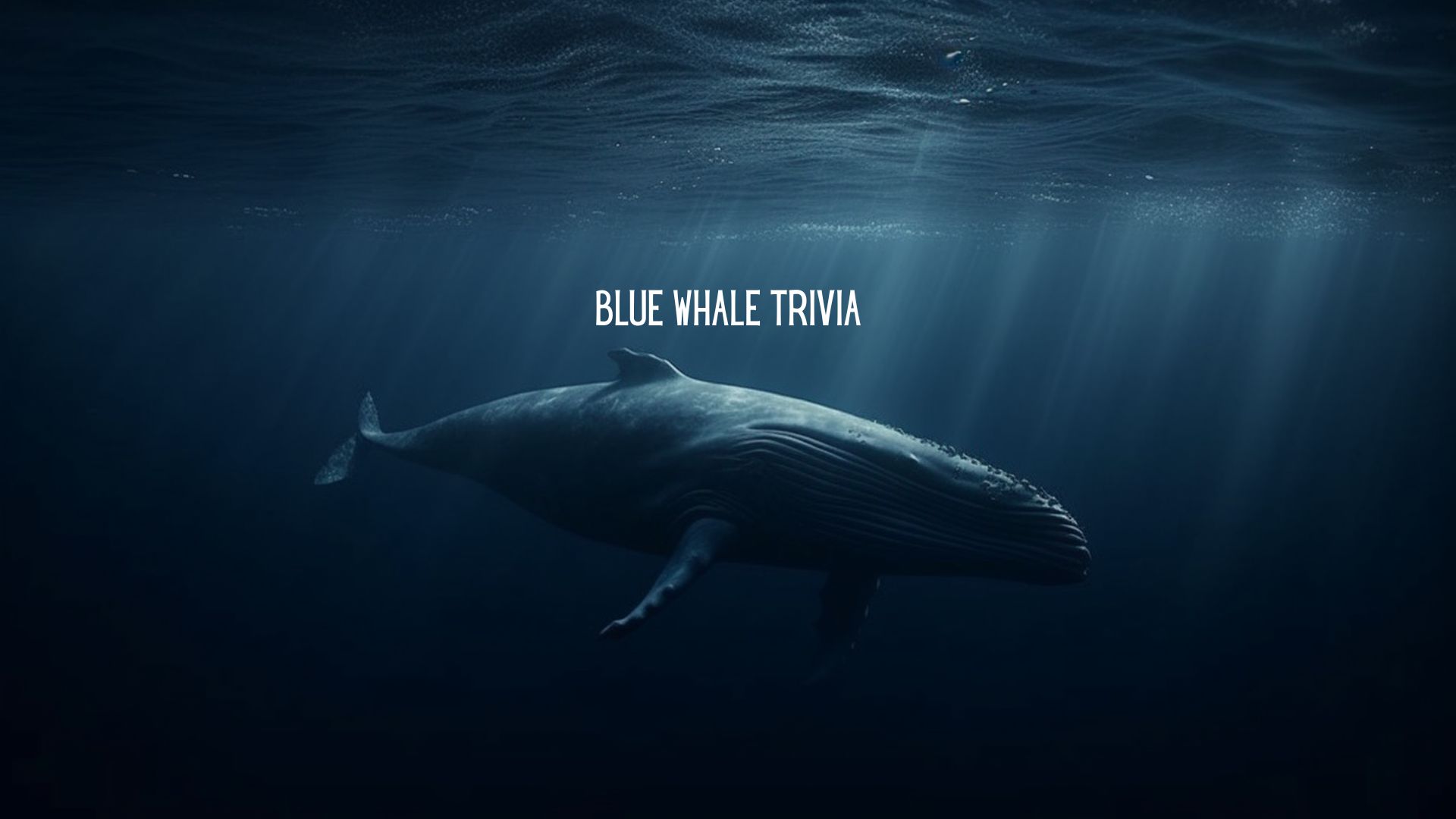 Blue Whale Trivia