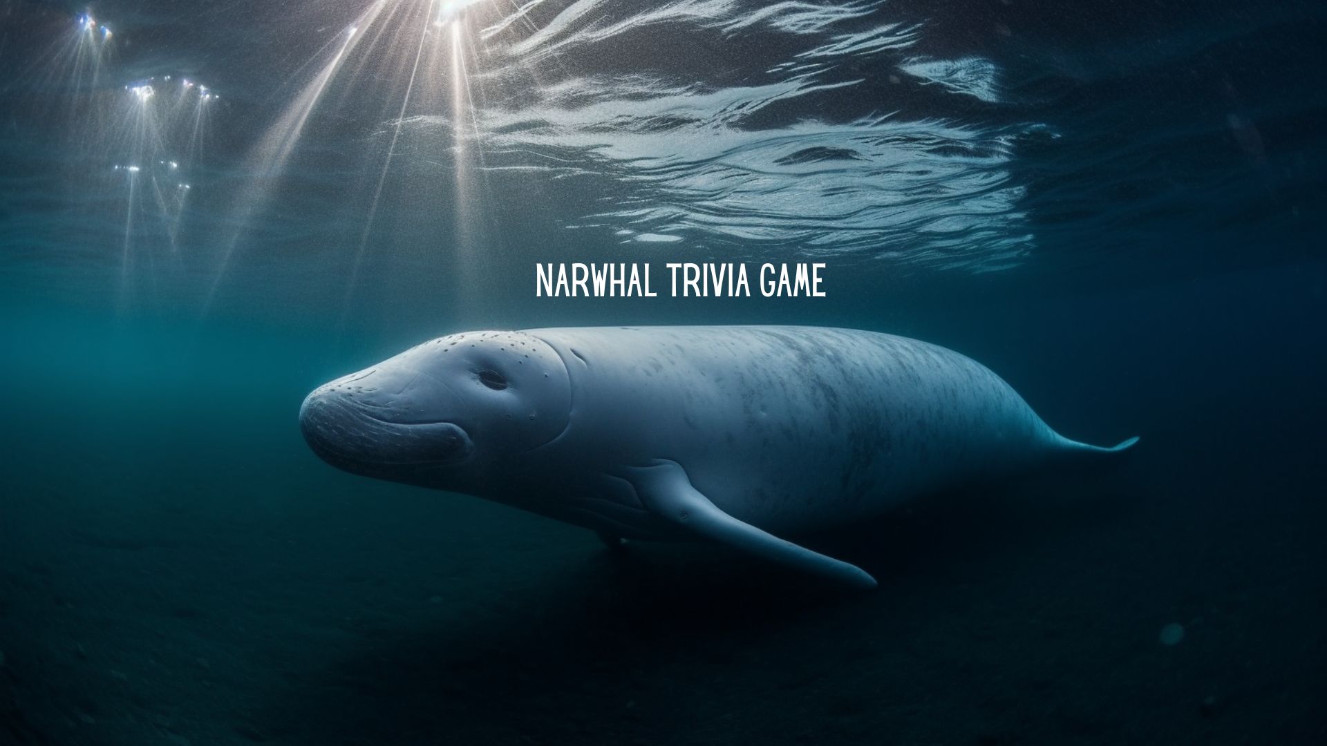Narwhal Trivia Game