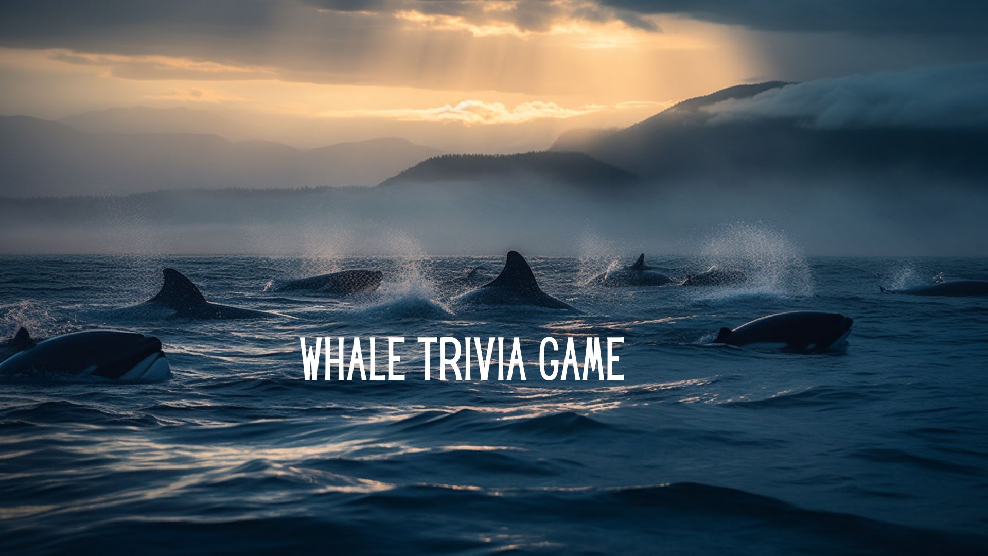 Whale Trivia
