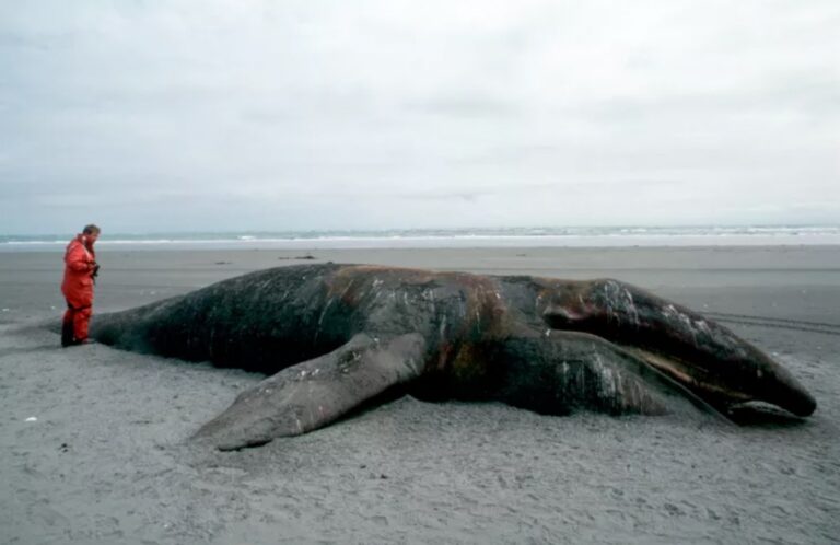 Gray Whale Die-Offs Due to Climate Change