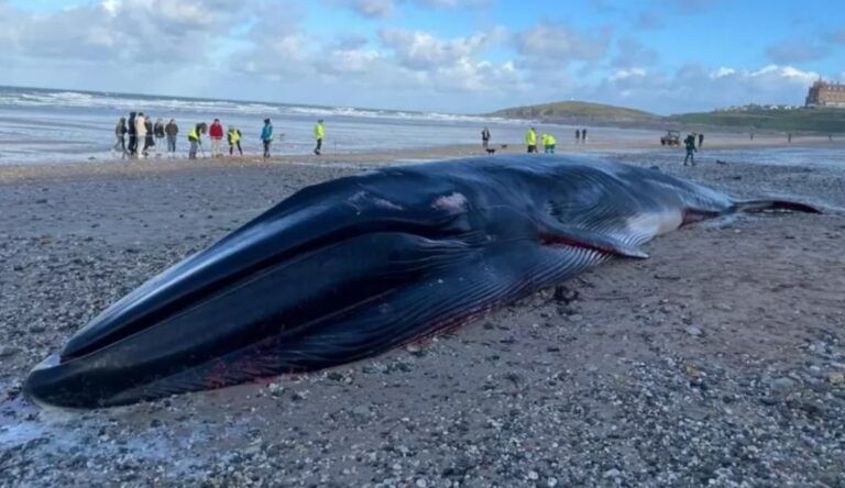Fin Whale Washed Up on Cornwall Beach